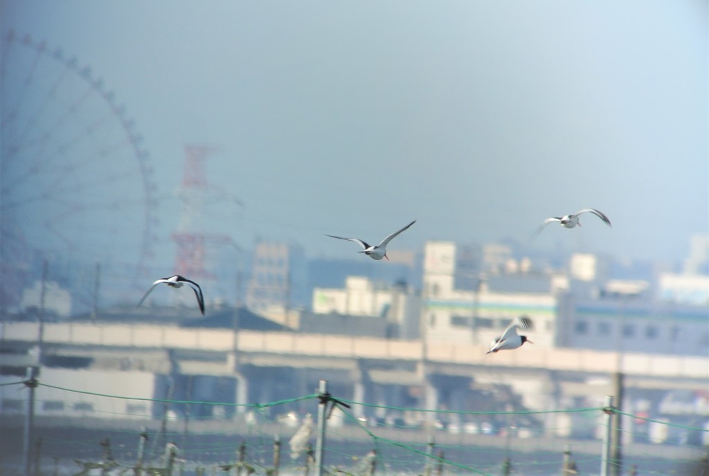 ミヤコドリ飛翔