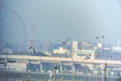 ミヤコドリ飛翔