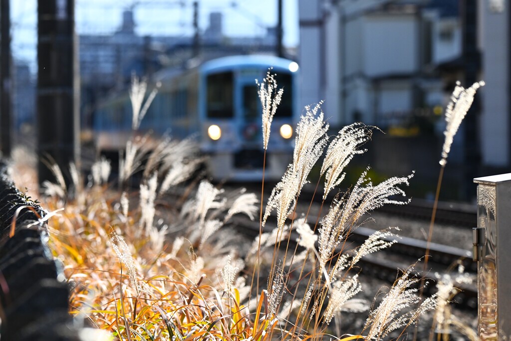 ススキ沿線・西武新宿線52席の至福