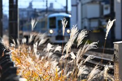 ススキ沿線・西武新宿線52席の至福