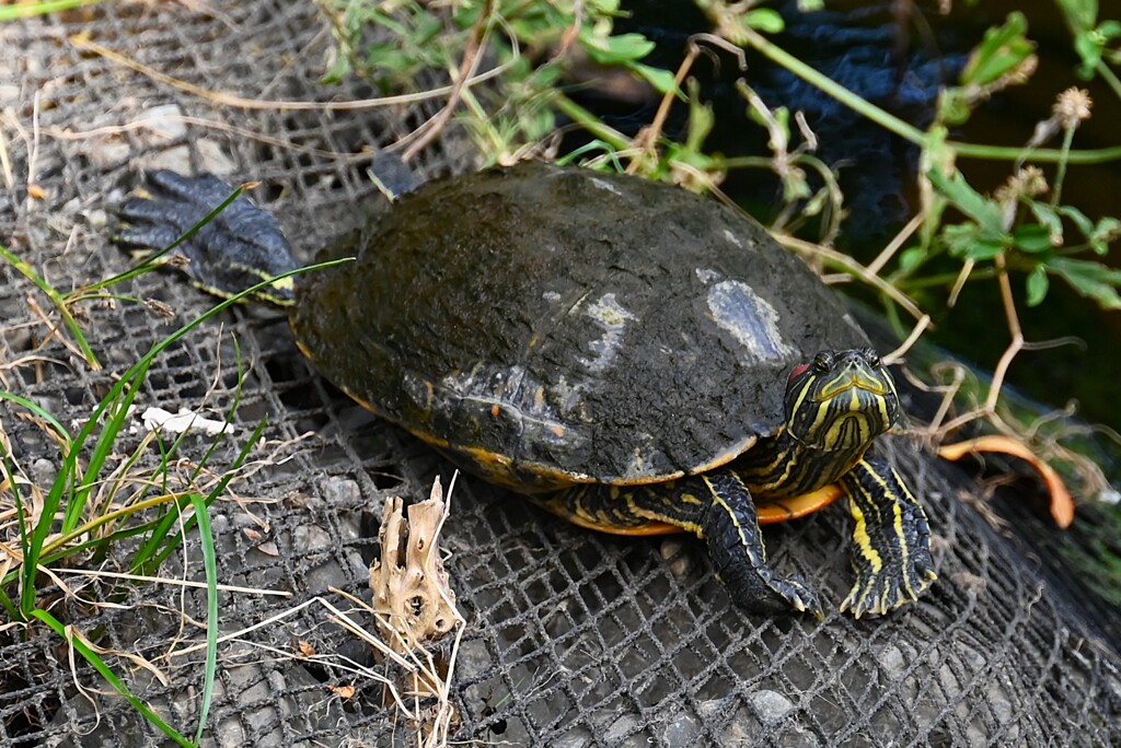 Ｋ川中流域・ミシシッピアカミミガメ思い切り足を延ばして・