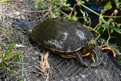 Ｋ川中流域・ミシシッピアカミミガメ思い切り足を延ばして・