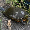 Ｋ川中流域・ミシシッピアカミミガメ思い切り足を延ばして・
