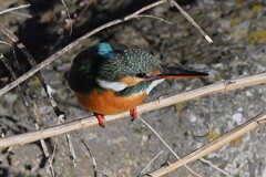 K川下流域・水溜りのカワセミ♀若