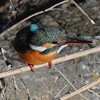 K川下流域・水溜りのカワセミ♀若