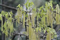 クヌギの花