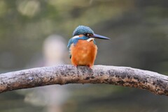 都内公園・カワセミ♂