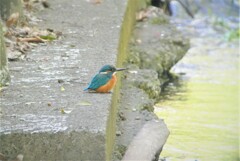 泥の付いたくちばしと足・カワセミ♂