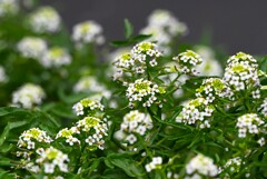 K川上流域・クレソンの花