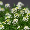 K川上流域・クレソンの花