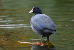 都内公園・オオバンの横顔