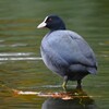 都内公園・オオバンの横顔
