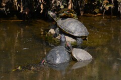 Ｋ川中流域・8匹のミシシッピアカミミガメ