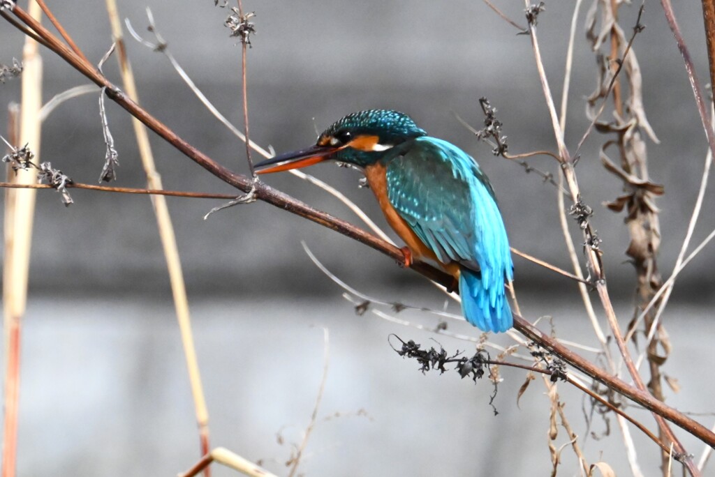 3月5日 (Ｋ川・上流のカワセミ♀Ｂ)