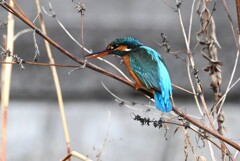 3月5日 (Ｋ川・上流のカワセミ♀Ｂ)