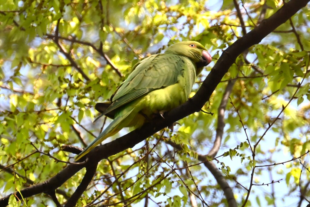 用水路・ワカケホンセイインコ♀