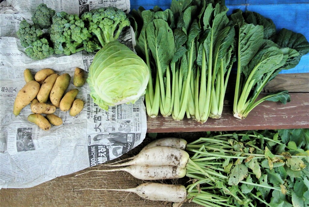 菜園・ゴミ箱のジャガイモと春野菜収穫