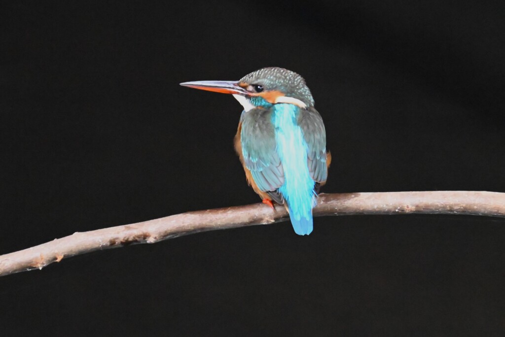 用水路・カワセミ♀