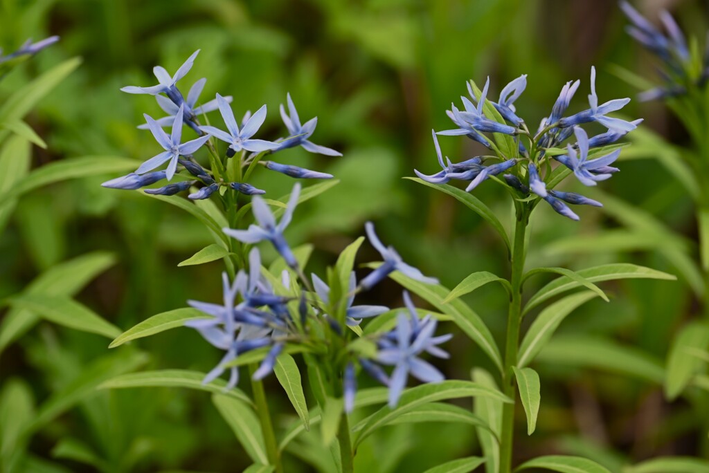 K川沿道・花畑のチョウジソウ