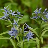 K川沿道・花畑のチョウジソウ