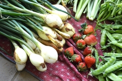 ハタマネギとイチゴ