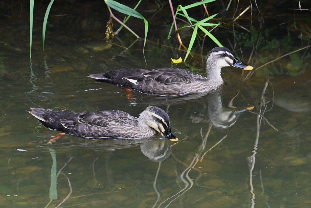 K川・カルガモ家族4羽のひな、もう大人に・・