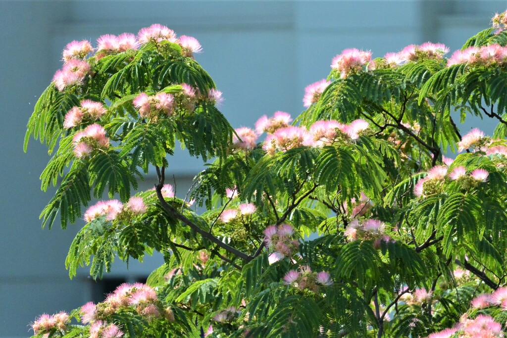 ネムの花.