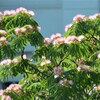 ネムの花.