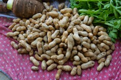 菜園・今季最後の落花生収穫