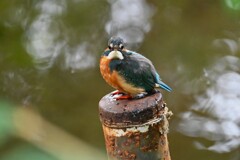 用水路・居た！カワセミ♀若 