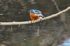 K川中流域・大物を捕まえたカワセミ♂ 