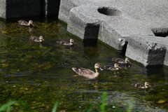 Ｋ川中流域・少し大きいカルガモひな6羽