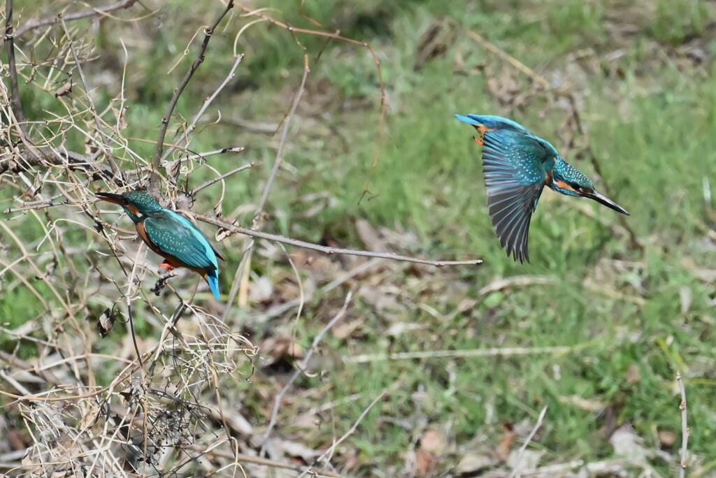 K川・中流域のカワセミカップル 