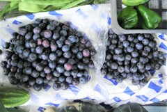農家で摘み取ったブルーベリー