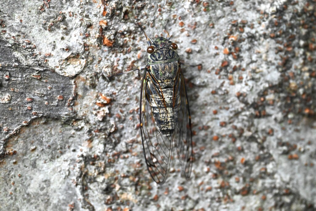 ツクツクボウシ個体A