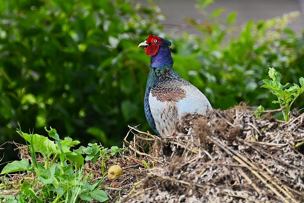 菜園・キジ♂ホロ打ち山に到着して背伸び（一回目）
