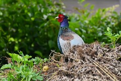 菜園・キジ♂ホロ打ち山に到着して背伸び（一回目）