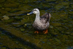 K川中流域・3羽のひなを見守るカルガモお母さん