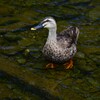 K川中流域・3羽のひなを見守るカルガモお母さん