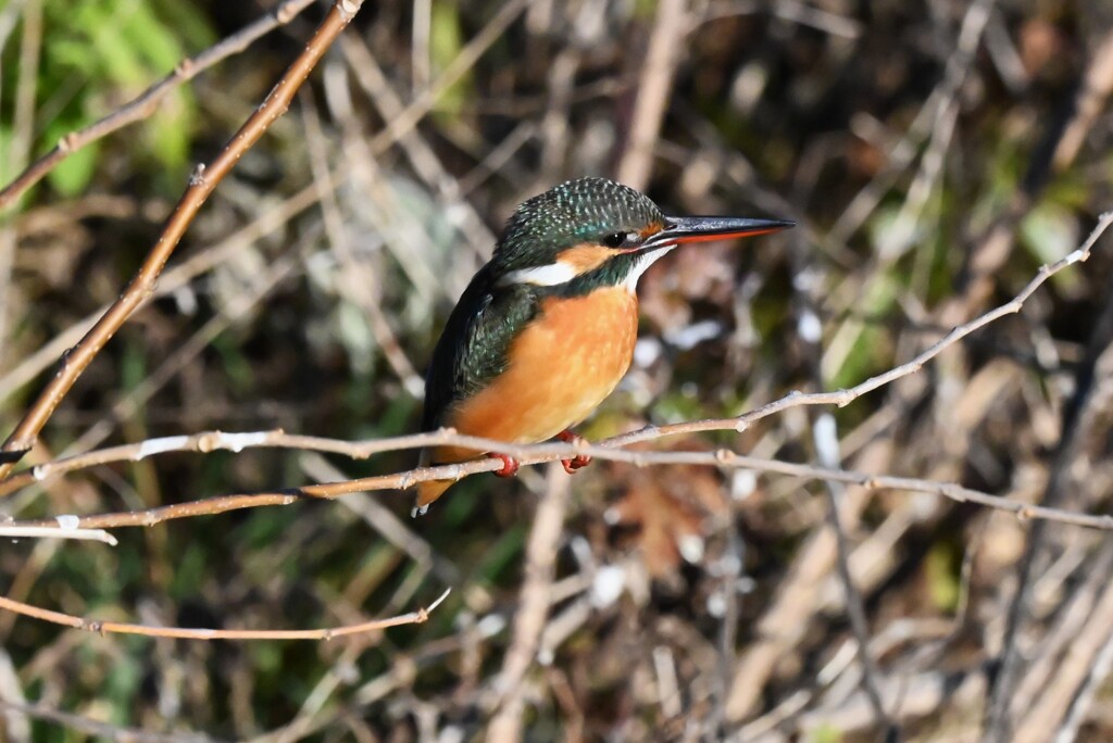 K川下流域・カワセミ♀若