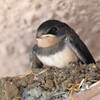 ツバメ・前日取り残されたひなが・・