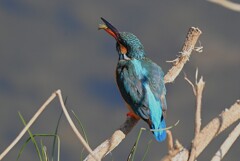 K川中流域・ヤゴを食べるカワセミ♀