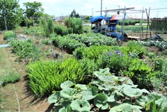 春菜園ほぼ全景