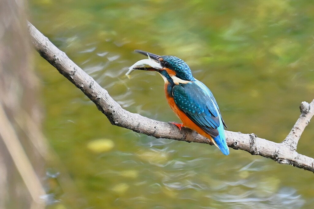 K川中流域・魚を呑み込むカワセミ♂若鳥