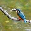 K川中流域・魚を呑み込むカワセミ♂若鳥