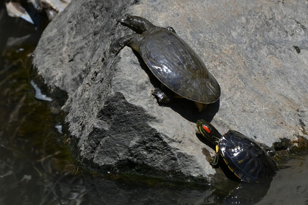 K川・スッポンと登れないアカミミガメ