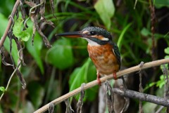 用水路・カワセミ♀成鳥vs若鳥 