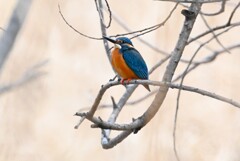 K川・上流のカワセミ♂
