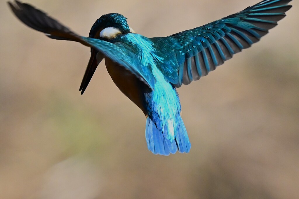 K川上流域・一羽目の♂ホバリング