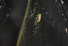 用水路・大きくなったジョロウグモ
